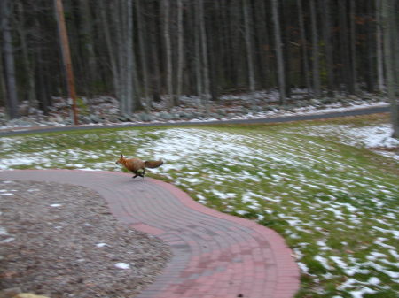 Red fox running across our walkway