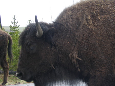 Bull Buffalo pic from the car