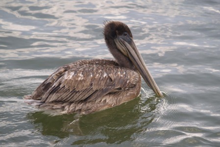 Female Pelican