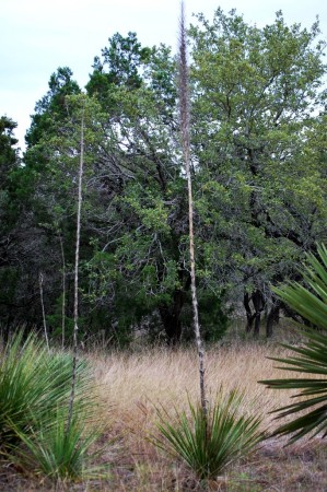 Tree , grasses, and cacti