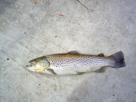 Brown Trout (May 2009)