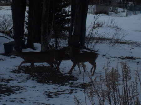 Deer in winter