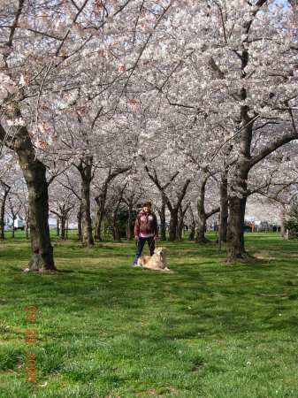 Cherry Blossom Festival