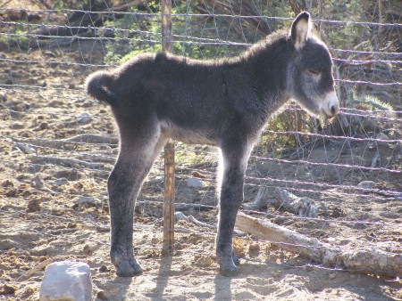 Birth at the Ranch