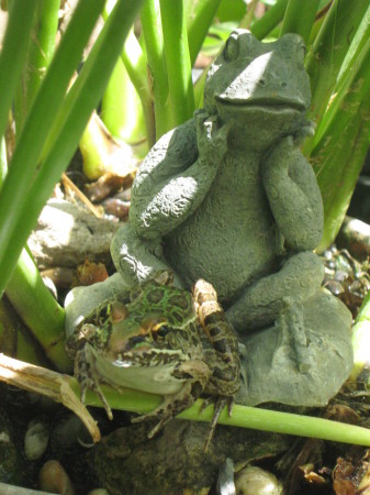 AND THE FROG (NO POND IS COMPLETE WITHOUT ONE