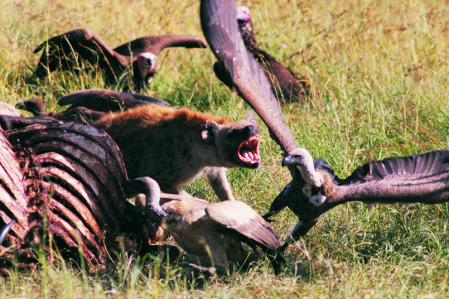 Hyenas defending kill