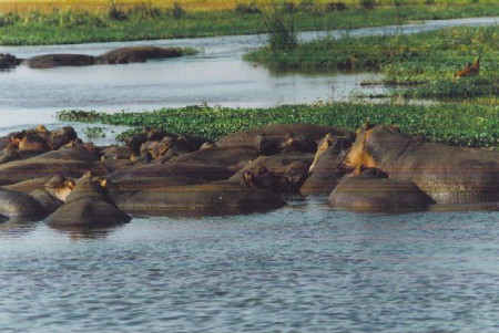 Hippo-Lake Manyara Nat.Park