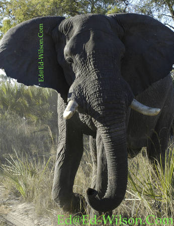 Elephant  Botswana