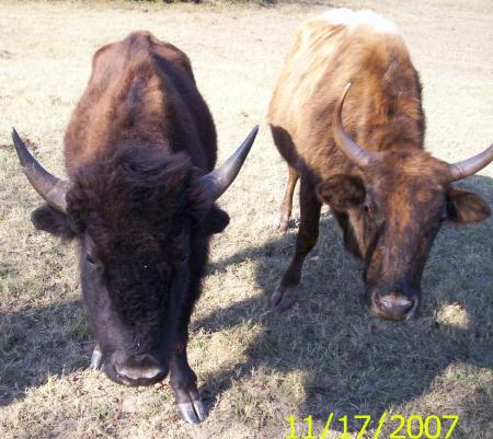 Buff and his mom