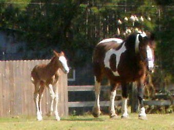 Koty walking to the hay with mom