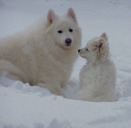 The snow dogs