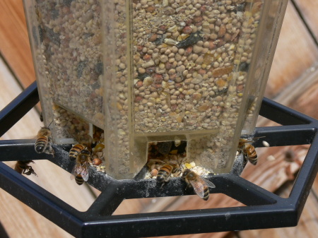 bees in the bird feeder