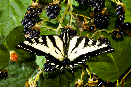 Butterfly with Blackberries