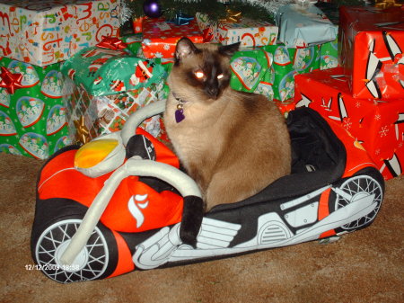 windee in her motorcycle bed
