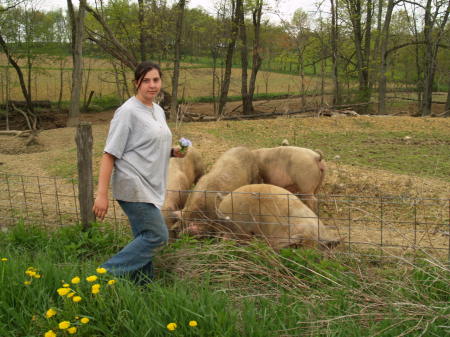 Abby visiting neighbors pigs