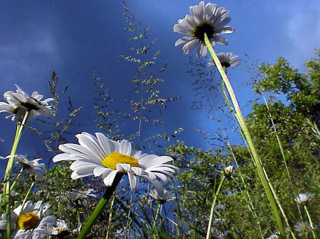 White daisies