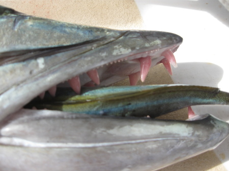 The barracuda's teeth