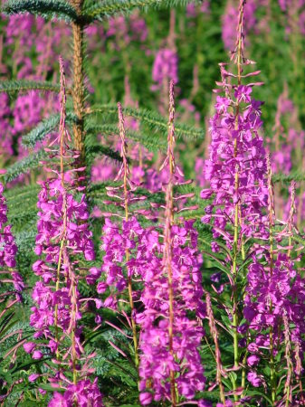 Fireweed in Bloom