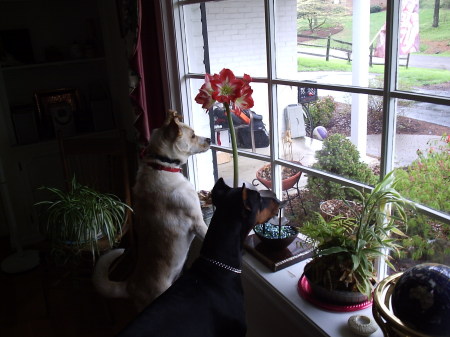 Sadey Rose and Conry Looking for Squirrels