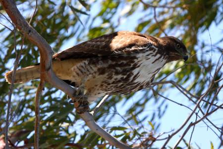 Young Red Tailed Hawk