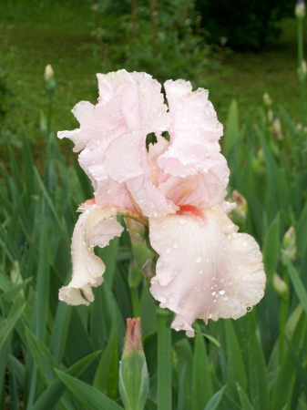 IRIS