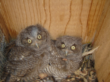 Baby owls in the woodduck box