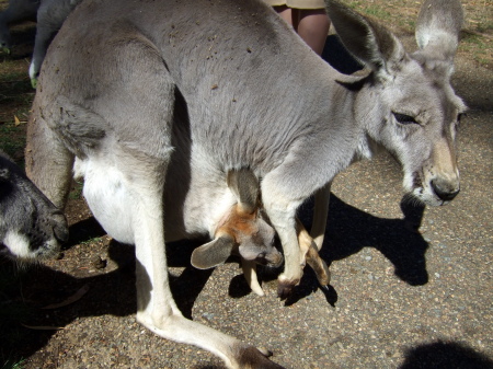 Kangaroo and joey