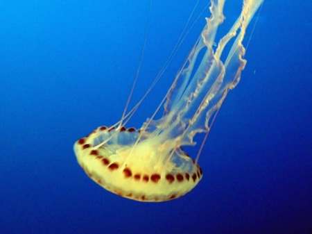 Monterey Bay Aquarium