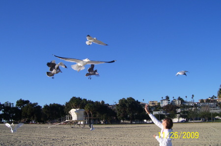 Seagull Feeding/Fun at Cabrillo Beach, CA