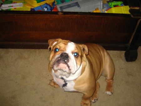 'MUNCHKIN'....My English Bulldog