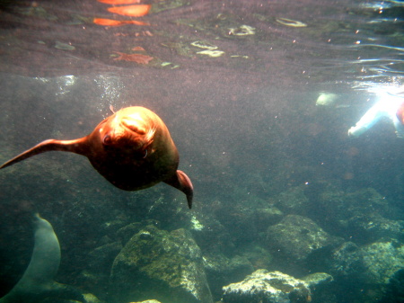2009 Snorkeling with Sea Lions, Galapagos