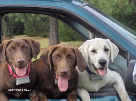 Coco, Latte' & Lex going for a ride!