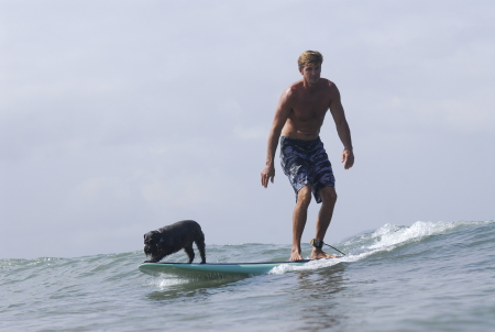 surf dogs