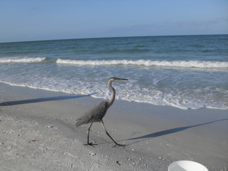 Bird on the beach