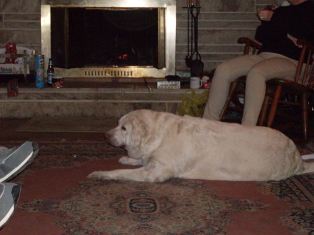 Sandy my white Lab