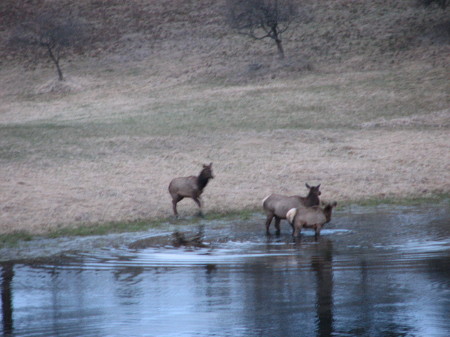 Elk in our property pond