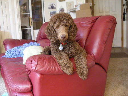 Peggy's baby standard poodle at 6 months old
