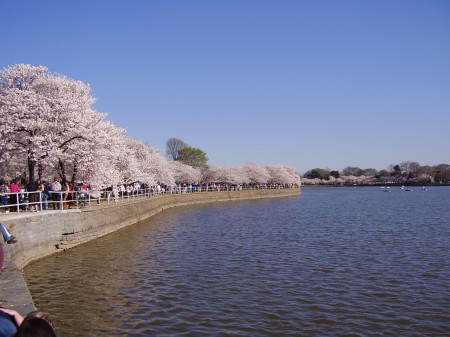 Cherry Blossoms, Washington D.C., March 2006