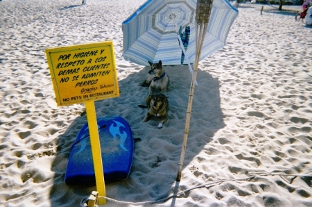 No Dogs allowed at Tabasco Beach Club!!!