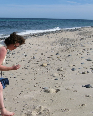 beach ( sea of cortez)