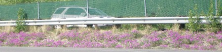 Alaska wild flowers