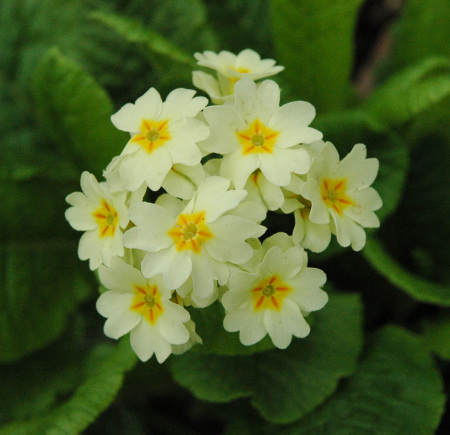 early spring flower : primrose