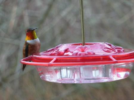 hungry hummer