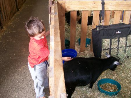 Donovan at the Fair