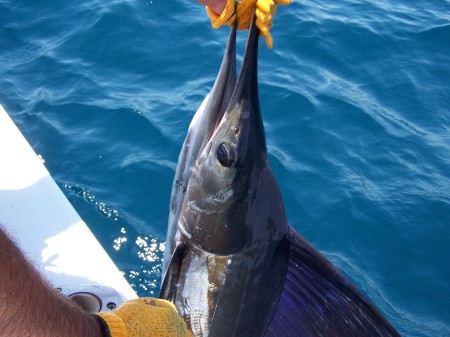 striped marlin