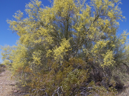 Palo Verde in bloom