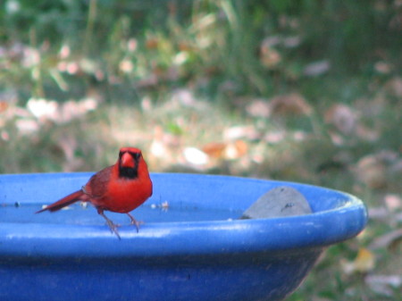 Male Cardinal