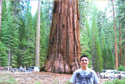 Sequoia