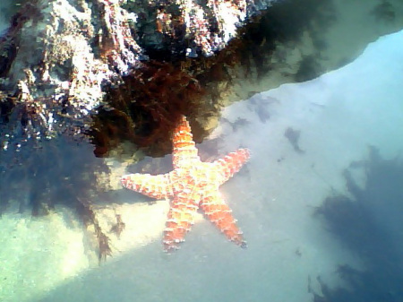 Sea Star