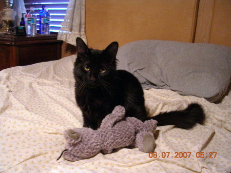 OllieFur as a Kitten